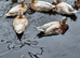 Butterscotch Call Ducks 2026