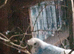 3 boy budgies for sale