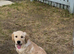 Golden retriever puppy
