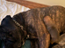 Male Cane Corso Puppy- 5 Months