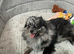 Beautiful Pomeranian Merle Female