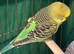 8 week old baby budgies available