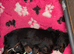 Miniature dachshund cross jackrusell puppies