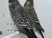 Anthracite Grey Black Face Budgies For Sale