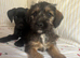 Border terrier x patterdale puppy’s
