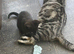Ragdol x kittens
