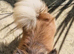 (Reserved)Beautiful long haired fawn boy kc registered