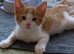 Gorgeous kittens! Ready Now!