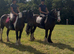 14.2/3H - 7Yo - Black - Gypsy Cob - Gelding - Family Cob
