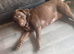Kc registered chocolate girl