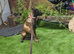 Belgium Shepherd puppies for sale