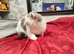 Scottish fold queen tica registered
