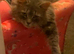 Missing grey fluffy cat