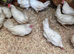 White star leghorn