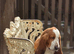 Proven Red & White Basset Hound Stud