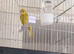 Pair of Siskin Mules 2025