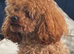 KC RED TOY POODLE STUD