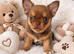 Thai chihuahua puppies available