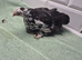 Pekin batam pullets