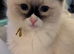Ragdoll kittens for sale