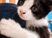 3 kittens