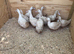 Cherry valley duck girls for sale