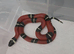 CB25 Sinaloan Milk Snakes