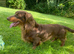 Miniature dachshund puppy