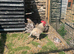 Hatching eggs available