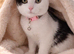 Gorgeous Blue & White British Shorthair Cross Siblings