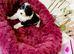 Toy cavappo Puppies