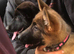 German Shepherds For Sale