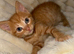 3 ginger kittens for sale