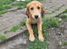 Saluki greyhound puppies