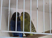 Young  budgie
