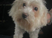Maltese girl 6 and half mths