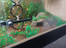 6 year old ball python