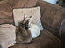 1 Female Seal Point & 1 Female Tabby Siamese