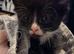 4 kittens available