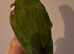 Beautiful super tame talking Hans Macaw