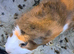 2 bonded male guinea pigs must go as a pair.