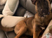 Beautiful 11 month old girl malinois