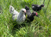 Lavender pekin, cou cou Pekin & black speckled pekin