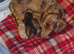 4 beautiful dachshund puppies for sale