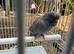 Bfbw violet combo budgie male available