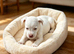 Jack Russell boy