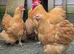 Buff Orpington Hens X 4