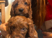 Cockerpoos
