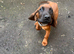 Bavarian mountain scenthound pups
