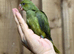 Baby Olive ringneck